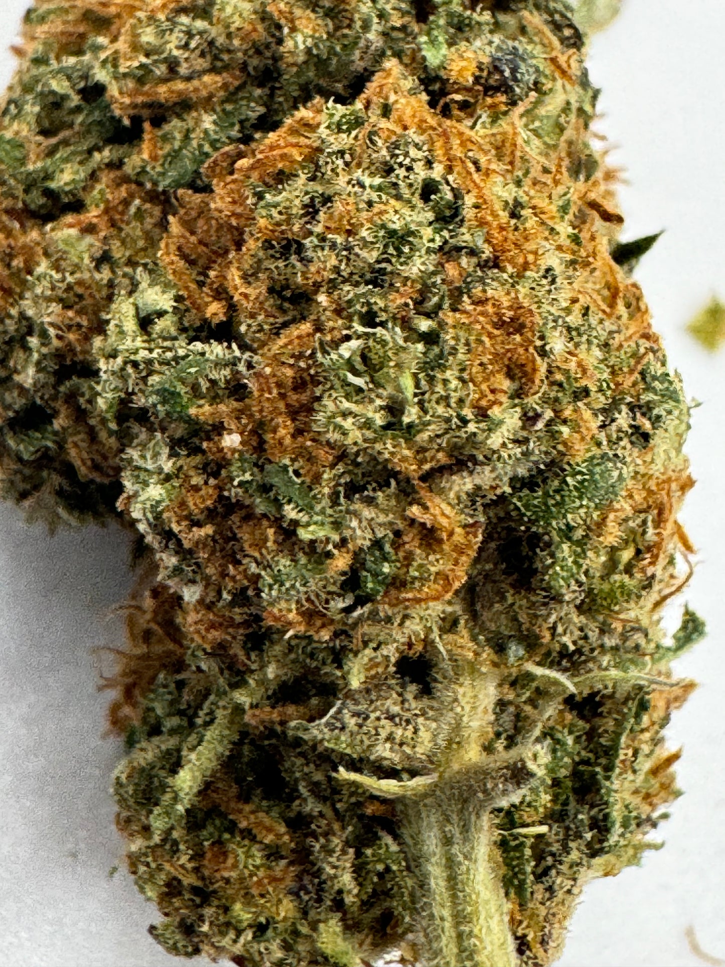 Blueberry purple 🇨ðŸ‡