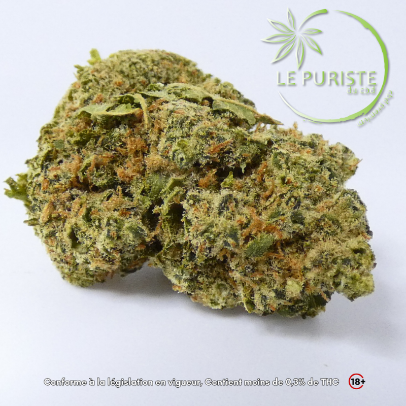 Harlequeen ( HQCT ) 🇨ðŸ‡