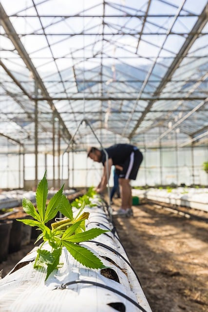 Fleurs glasshouse