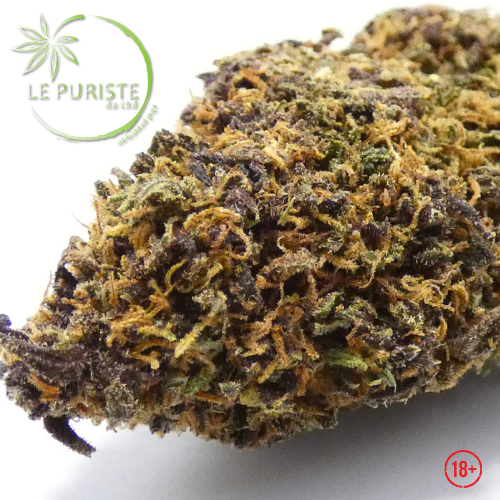 Black panthère 🇫🇷